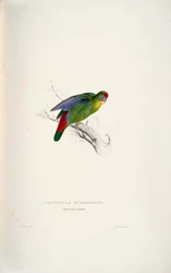 Psittacula rubrifrons